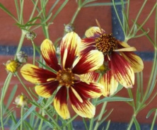 Nachyłek okółkowy Bengal Tiger Coreopsis Verticilata 9