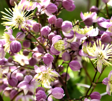 Rutewka Anne Thalictrum 1l