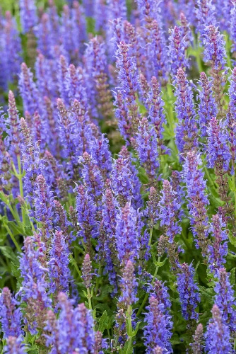Szałwia omszona Blauhügel Salvia nemorosa