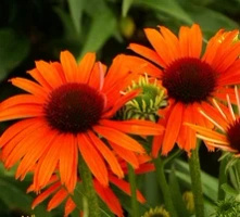 Jeżówka Orange Skipper Echinacea