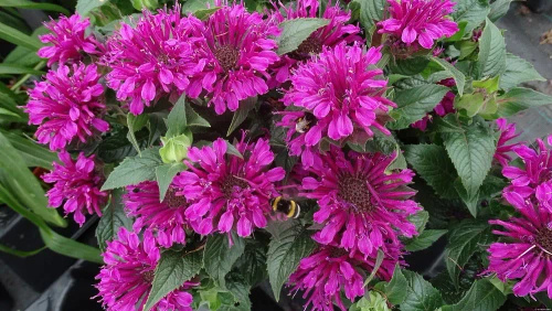 Pysznogłówka Purple Lace Monarda didyma