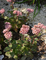Rozchodnik wielki Matrona Sedum telephium 1l