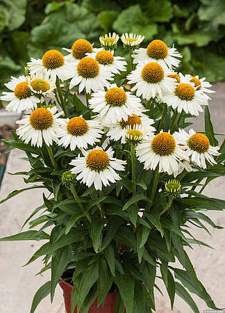 Jeżówka Meditation White Echinacea 1l