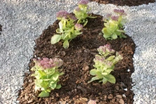 Rozchodnik Hot Stuff Sedum