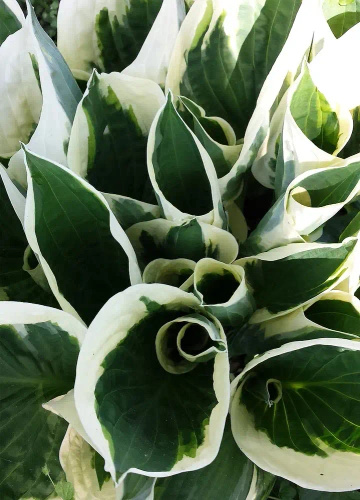 Funkia Minuteman Hosta 1l