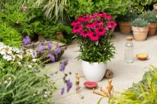 Jeżówka Sensation Wild Romance Echinacea 