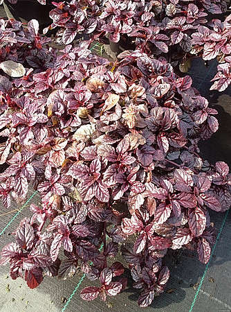 Dąbrówka rozłogowa Mahogany Ajuga Reptans
