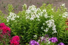 Floks, Płomyk David Phlox Paniculata