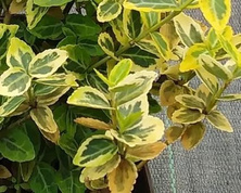 Trzmielina fortunea Emerald'n Gold Euonymus fortunei