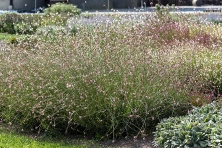Gaura Rosy Jane Gaura lindheimeri 1l