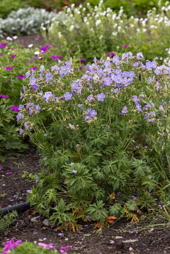Bodziszek łąkowy Mrs Kendall Clark Geranium pratense