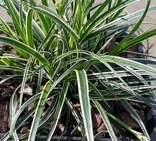 Turzyca stożkowata Hime Kansuge Carex conica 0,5-1l