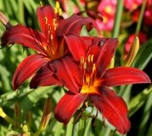 Liliowiec Crimson Pirate Hemerocallis 