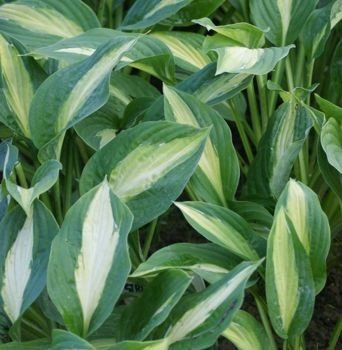 Funkia Striptease Hosta 1l