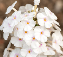 Floks, płomyk Plamisty Delta Phlox maculata