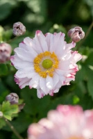 Zawilec Garden Breeze Pink Touch Anemone Hybrida