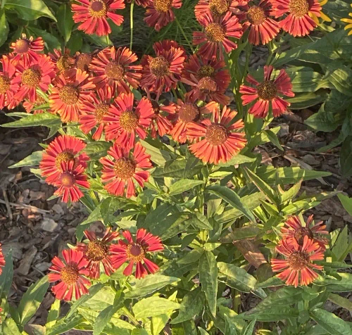 Dzielżan Jesienny Siesta Helenium Autumnale1l