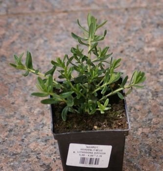 Nawrot Alba Lithodora Diffusa