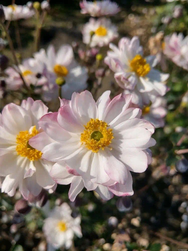 Zawilec Garden Breeze Pink Touch Anemone Hybrida