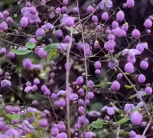 Rutewka dwuskrzydłowa Thalictrum delavayi var Decorum1l