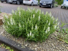 Szałwia omszona Alba (Adrian) Salvia nemorosa