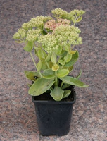 Rozchodnik wielki Herbstfreude Sedum telephium 1l