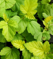 Pęcherznica kalinolistna Cristata Physocarpus opulifolius