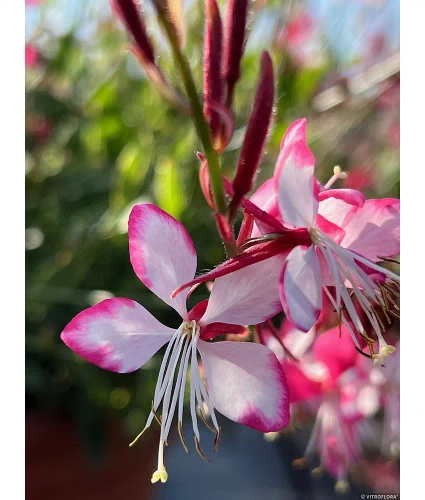 Gaura Rosy Jane Gaura lindheimeri 1l