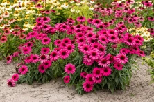 Jeżówka Sensation Wild Romance Echinacea 