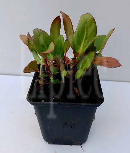 Bergenia Early Brilliance Magenta Bergenia 9-11