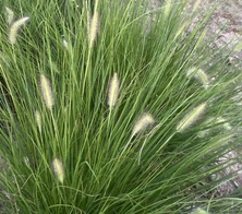 Rozplenica Japońska Gelbstiel Pennisetum Alopecuroides 9