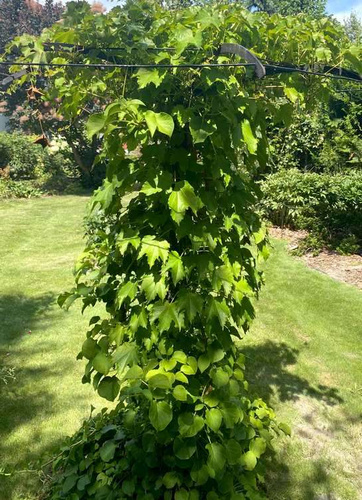 Winobluszcz trójklapowy Parthenocissus tricuspidata 1l