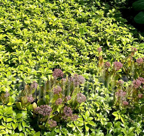 Runianka japońska Green Carpet Pachysandra Terminalis 1l