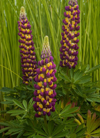 Łubin Manhattan Lights Lupinus hybrida