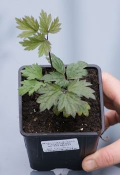 Pluskwica, Świecznica prosta Black Negligee Actaea simplex