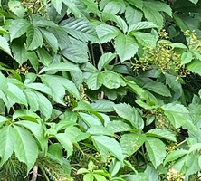 Winobluszcz pięciolistkowy Parthenocissus quinquefolia 9