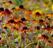 Rudbekia trójklapowa Praire Glow Rudbeckia triloba