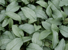 Miodunka Majeste Pulmonaria 9