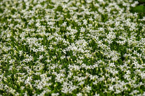 Izotoma nadwodna Alba Isotoma fluviatilis