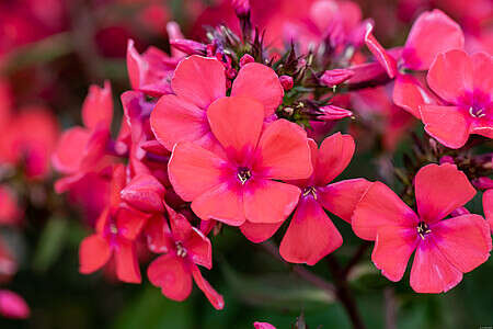 Floks, Płomyk Spitfire Phlox Paniculata 1l