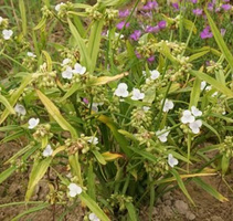 Trzykrotka ogrodowa biała Tradescantia Andersoniana 2l 