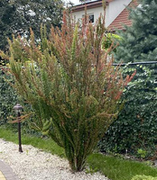 Berberys Thunberga Erecta Berberis Thunbergii 1l