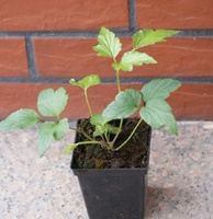 Zawilec Japoński Splendens Anemone Hupehensis 9