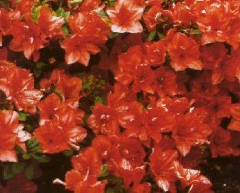 Azalia japońska Geisha Orange Azalea japonicum 11