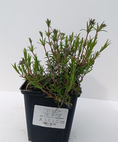 Floks szydlasty G.F. Wilson Phlox subulata 9