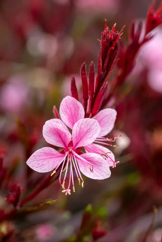 Gaura Passionate Blush Gaura lindheimeri 1l