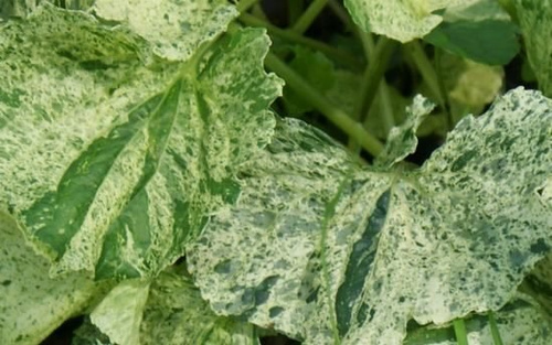 Fiołek motylkowaty Variegata Viola Soraria