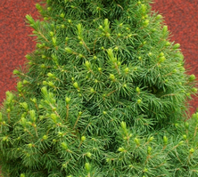 Świerk Biały Conica Picea Glauca 9