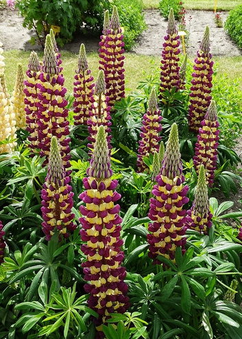 Łubin Manhattan Lights Lupinus hybrida