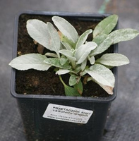 Przetacznik siwy Argentea Veronica incana 9